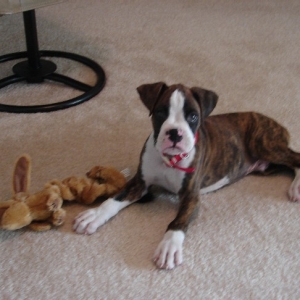 Hi! I'm BANDIT!