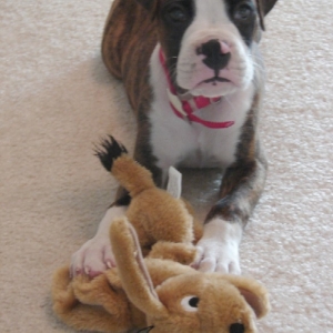 Hi! I'm BANDIT!