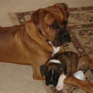 Elvis (7 mos) & Arwen (8 wks)