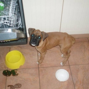 Dishwasher - any snacks?