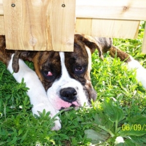 Quinn  6 months old