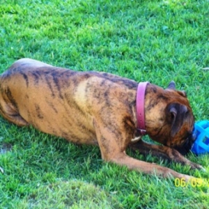 Lucy_Holly_Molly