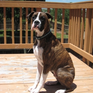 Gus, 1.5 years old