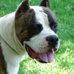 Handsome Petey
