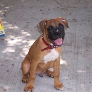 Rajah..I love that sweet boy