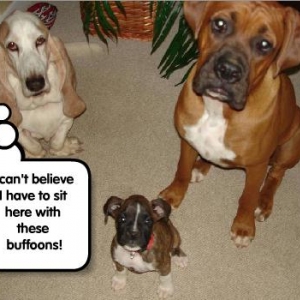 Sitting with buffoons (that's how Roscoe sees it)