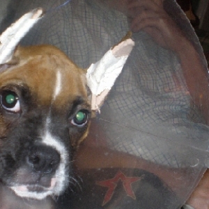 Ollies ears