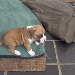Jake at 5 Weeks