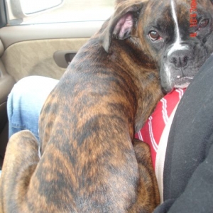 Rocky Riding on Dad's Lap to Grandma & Papa's