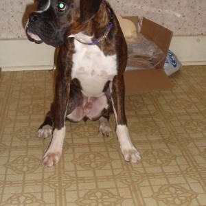 Rocky on his 1st Birthday waiting for cake!