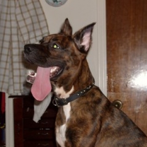 Boxer Tongue