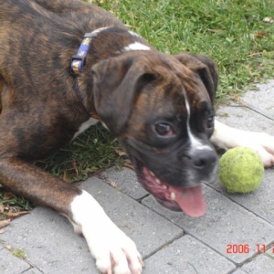 Rocky Playing Ball