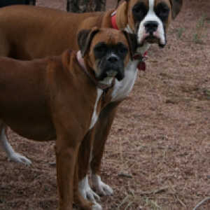 Dakota & Ranger
