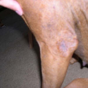 Penny Skin Issue 1