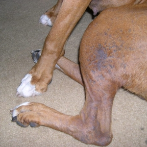 Penny's Skin Issue 2
