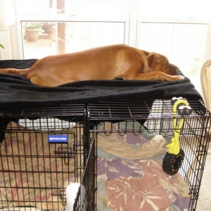 Elvis' idea of crate training
