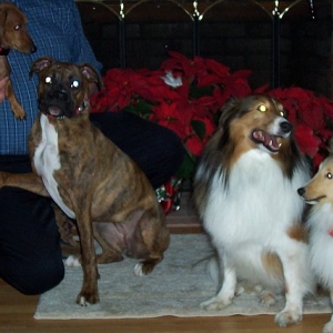 Cocos Cousins