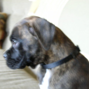 Rommel 9 weeks