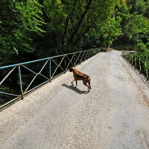 An empty bridge