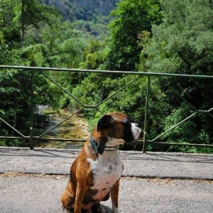 Henri