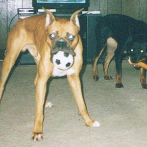 Champ and Foxy