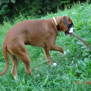 The Stick