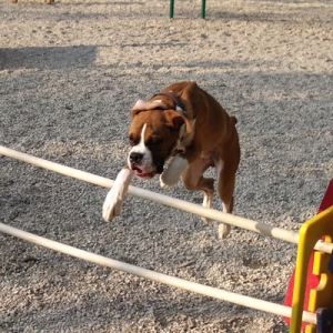 Atlas in action!