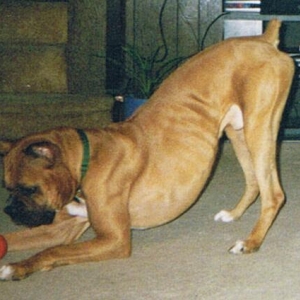 Champ with the ball
