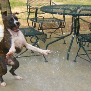 Callie the Crazy Water Dog