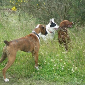 Biff and His Big Cousins