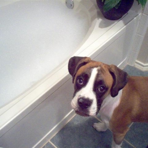 koko wants a bubble bath