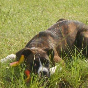 Hiding in the Grass
