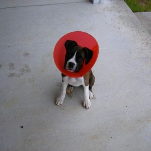 With her e-collar