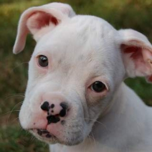 Daisy Mae