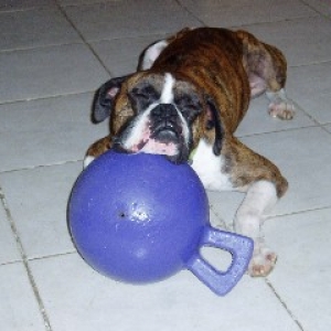 Buster our Foster and Jolly ball