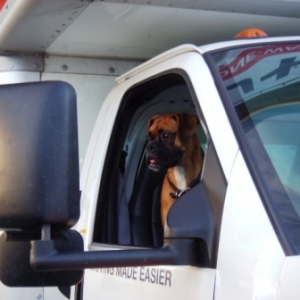 Uhaul Dog