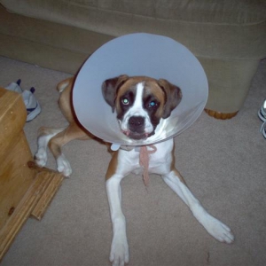 Koko after getting spayed