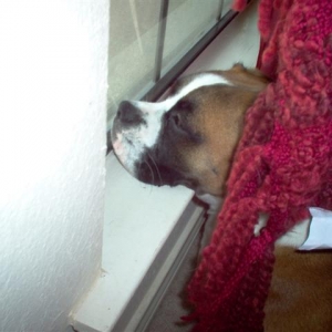 Koko longing to be outside