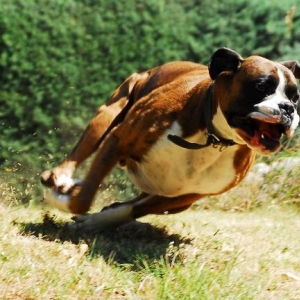 Henri's boxer burn