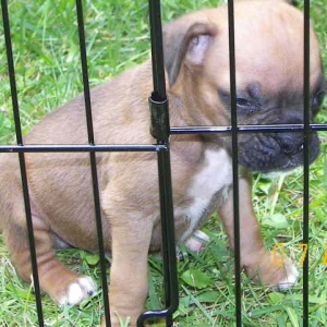 Bruiser in "jail"