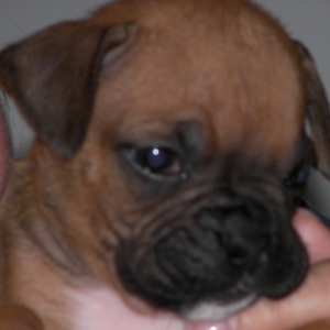 Close up of Bruiser