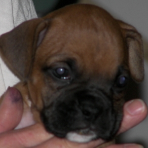 Close up of No-White