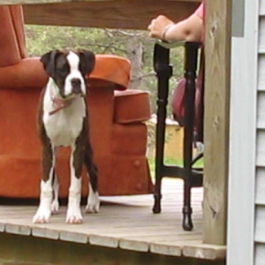 MOM! Can I play twith the big dogs?!