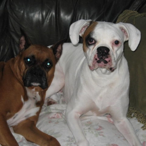 3yr old Precious, & Dasie our rescued whitie