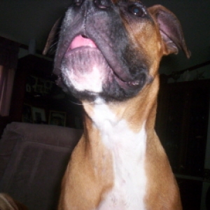 making monkey noises