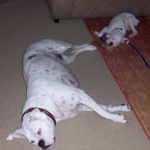 Delilah 5.5 years Felix 14 wks