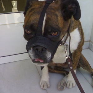 Lisa before she went in to the vet