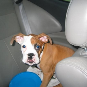 sticking out his tongue...my lil canine clown : )