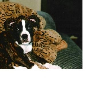 The Pretty Princess LuLuBelle