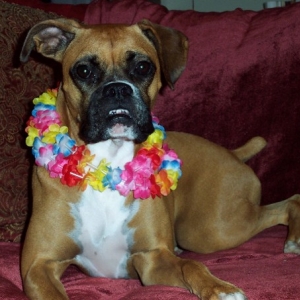 My Hawaiin Girl